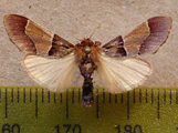 Sacada rosealis